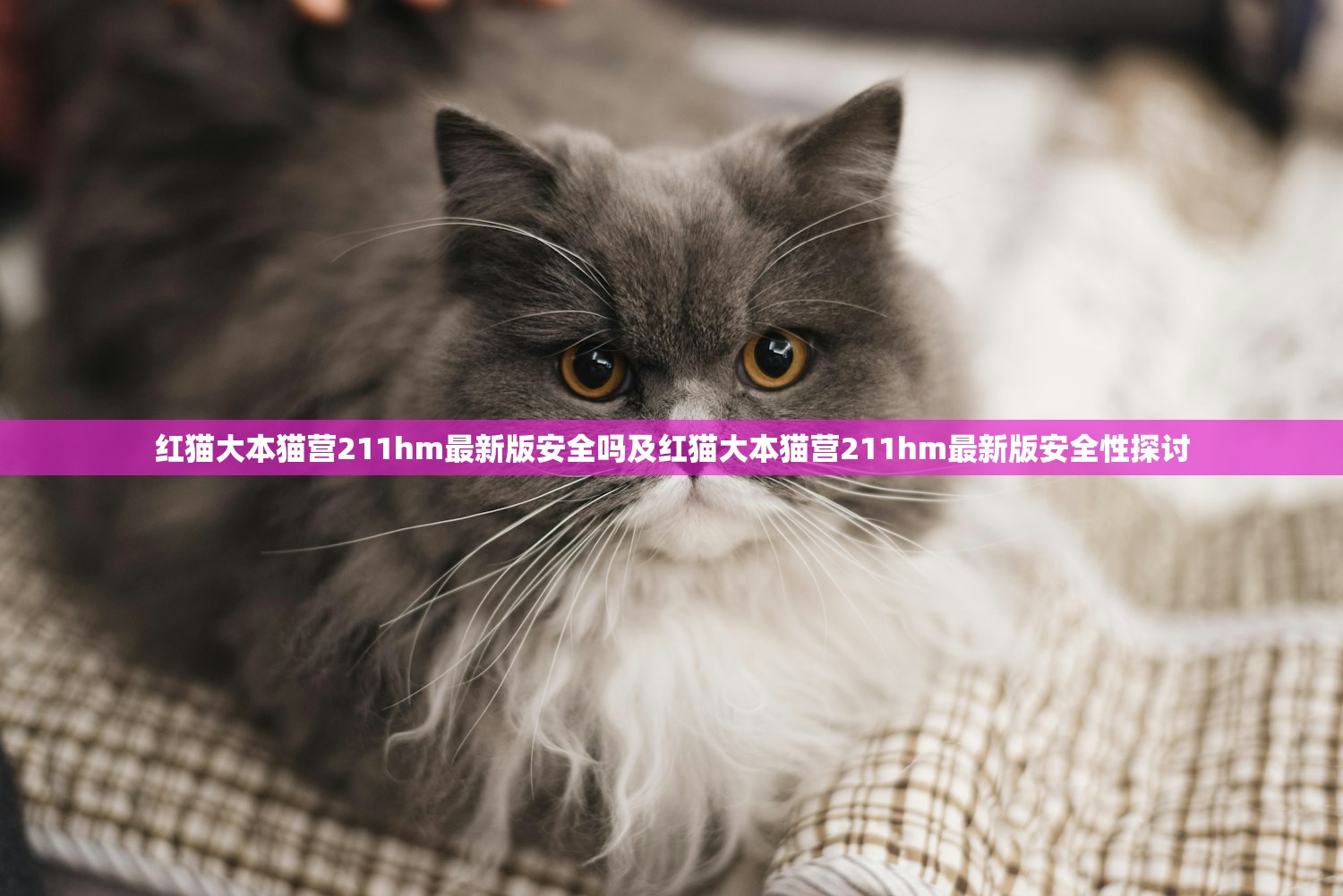 红猫大本猫营211hm最新版安全吗及红猫大本猫营211hm最新版安全性探讨